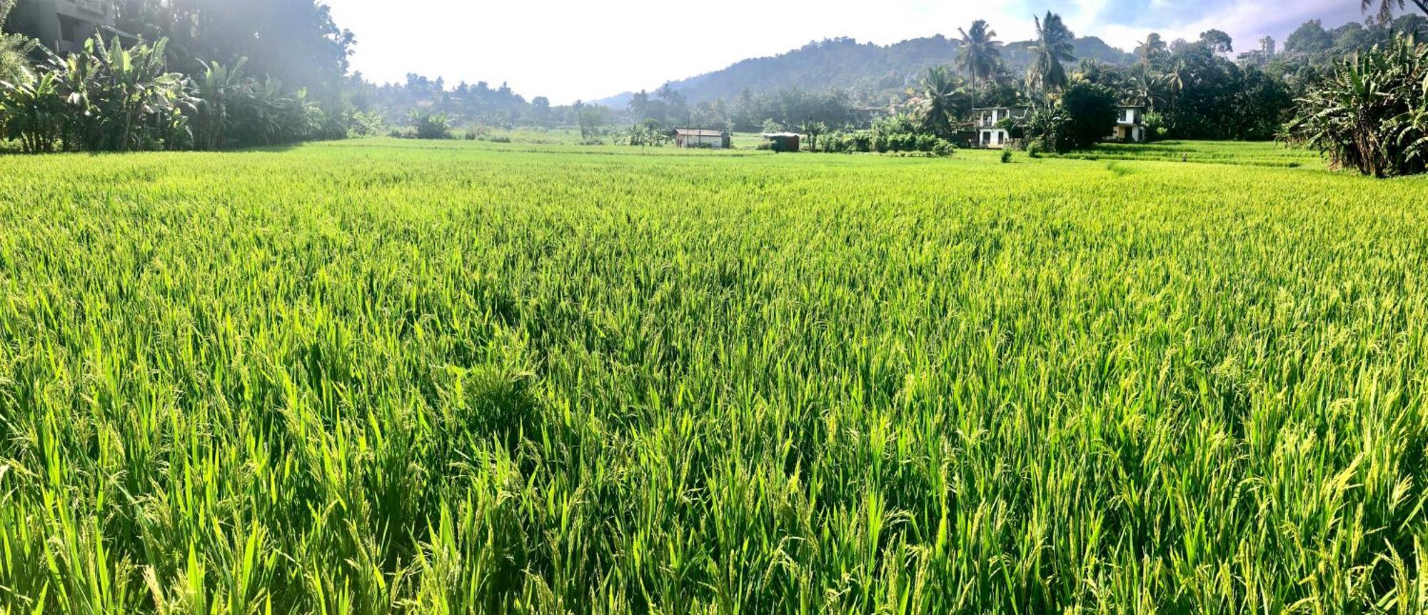 Serene Home Kandy Bagian luar foto